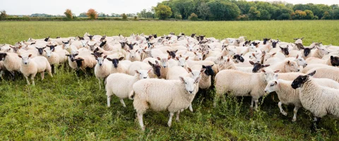 Pre-lambing assessment