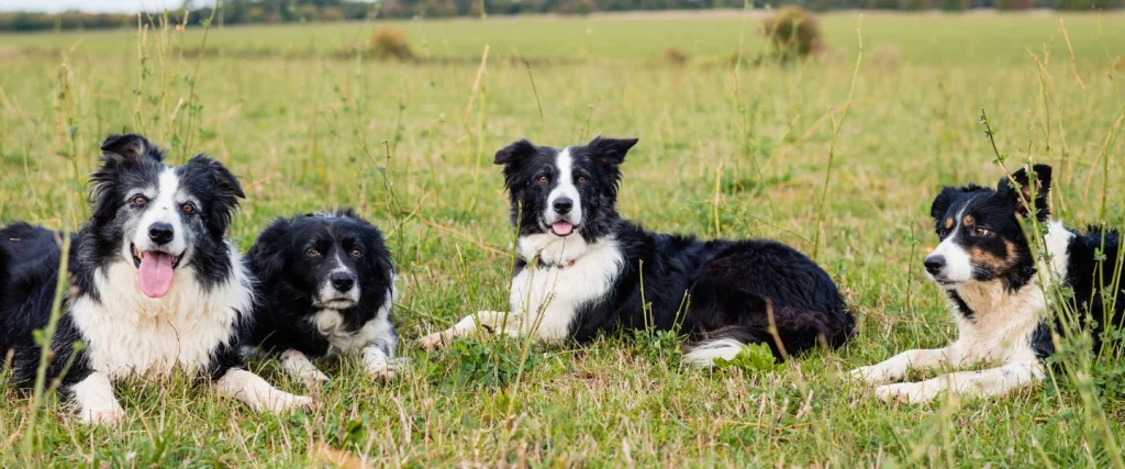photo of four sheep dogs relaxing in a field