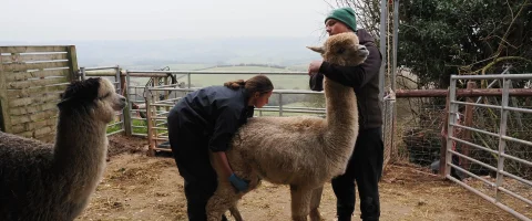 Sick camelids & emergency care