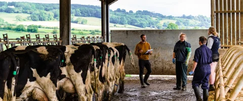 Dairy