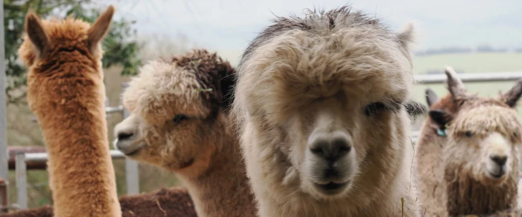 alpaca looking into the camera with a group of others behind