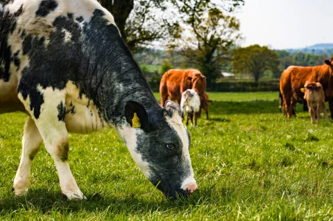 Friesian cow grazing near a shady tree