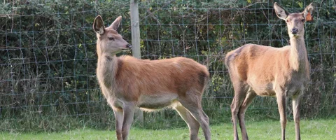 Red deer hind and calf