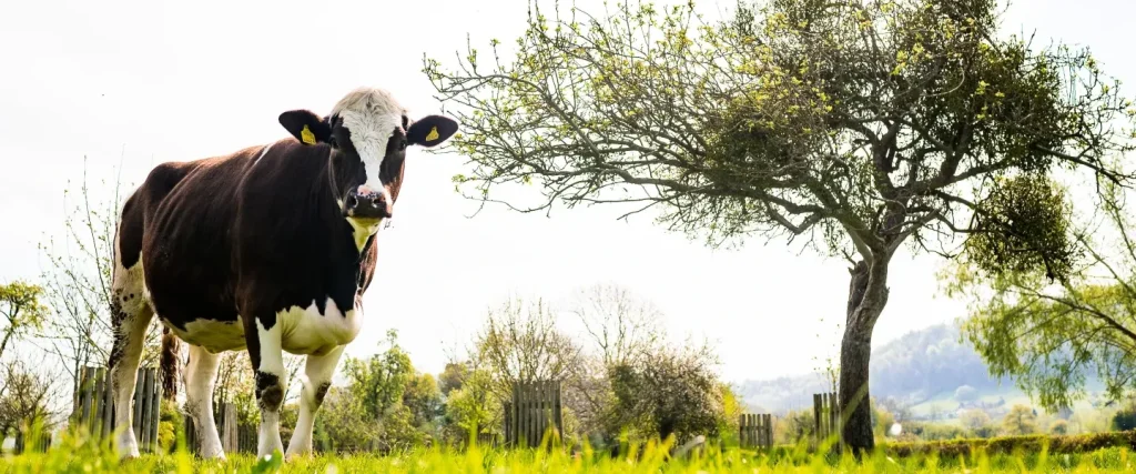 shorthorn beef cow in an orchard