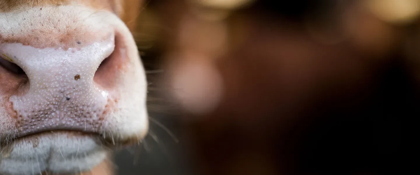 close up image of a cows nose