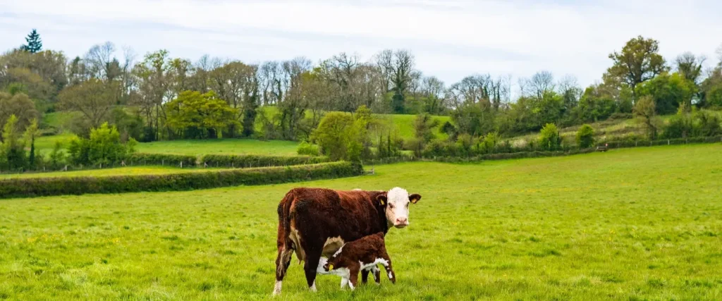 hereford cow feeding calf