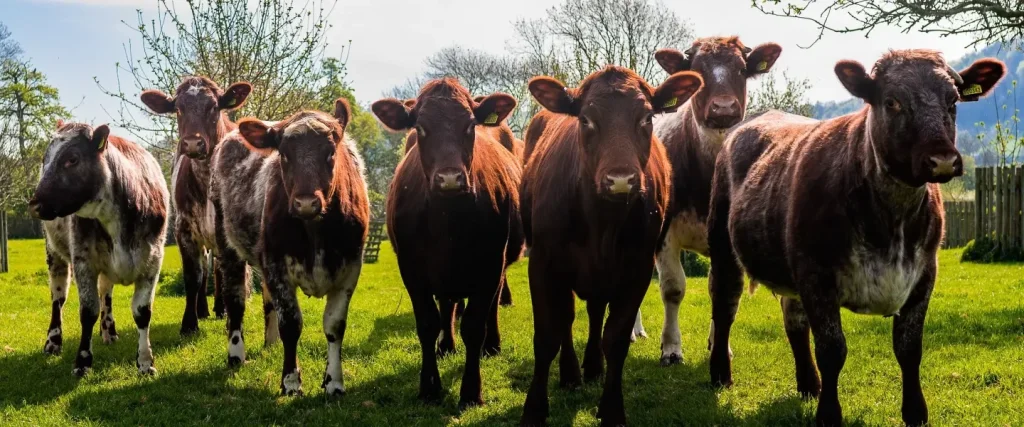 herd of shorthorn beef cattle in an orchard