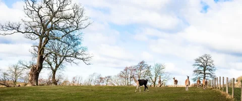 a field of llamas