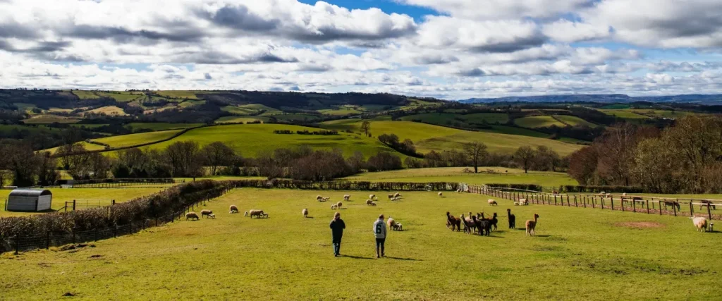 a farm vet and farmer in a field of llamas and alpacas
