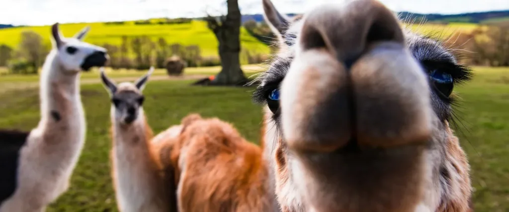 a very close up image of a llamas nose
