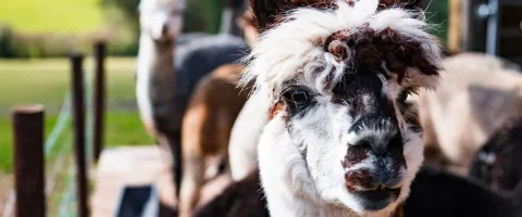 alpaca looking to the camera