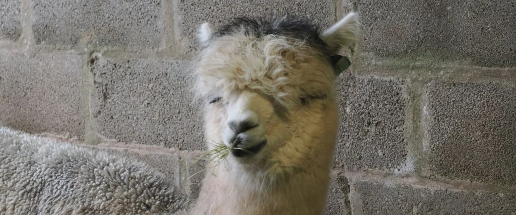 an alapaca with grass in its mouth looking at the camera