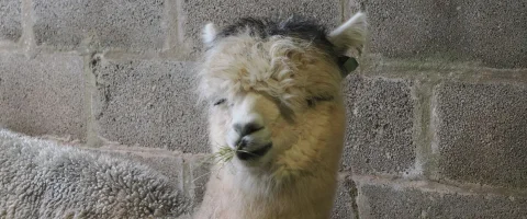 an alapaca with grass in its mouth looking at the camera