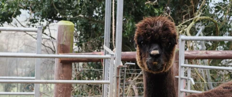 alpaca looking to the camera