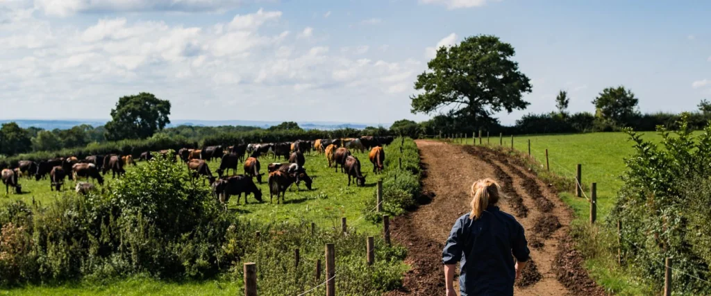farm vet walking towards dairy cattle
