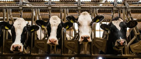 Dairy cows lined up in head yolks