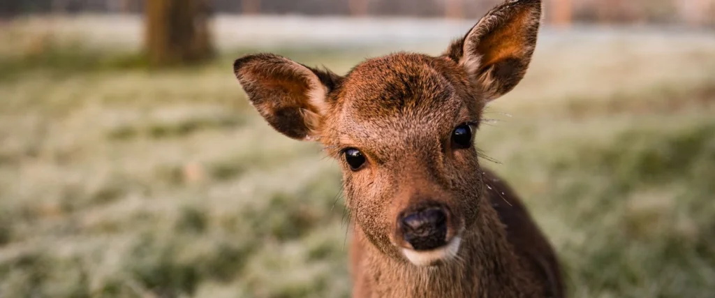 sika deer looking straight at the camera