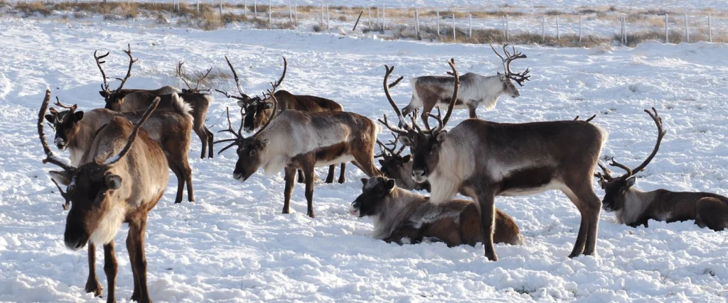 herd of reindeer stood in a snowy field