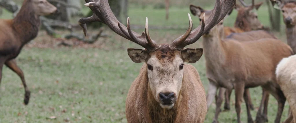 red deer looking directly into camera
