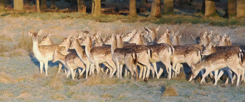group of deer stood in a field