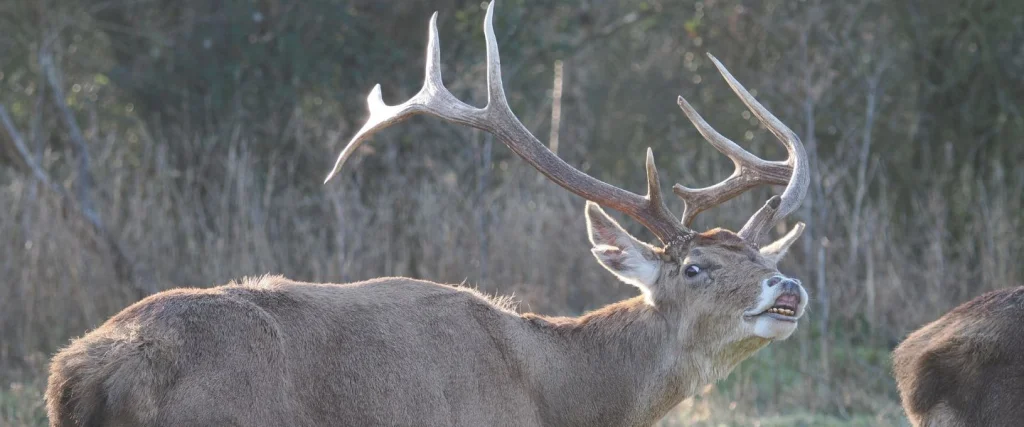 deer stag doing flehmen response