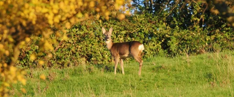 roe deer in a field looking at the camera
