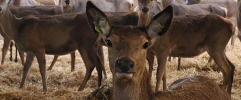 young red deer close up looking at the camera