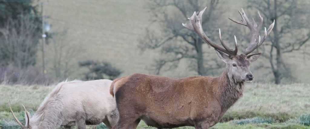 red deer with full antlers
