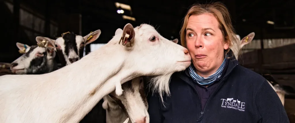 a dairy goat leaning into a vets face with comical expression on the farm vets face