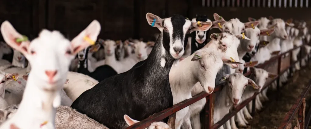 dairy goats all lined up looking at the camera in a barn
