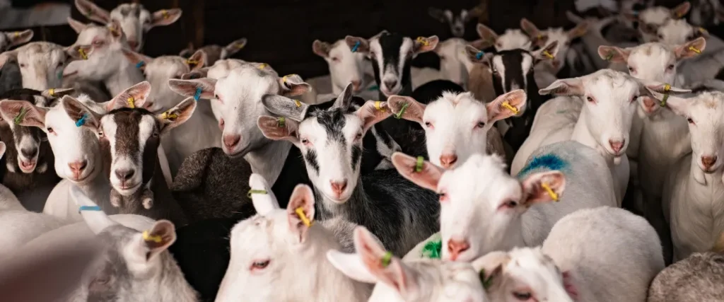 a large number of dairy goats all grouped together in a barn
