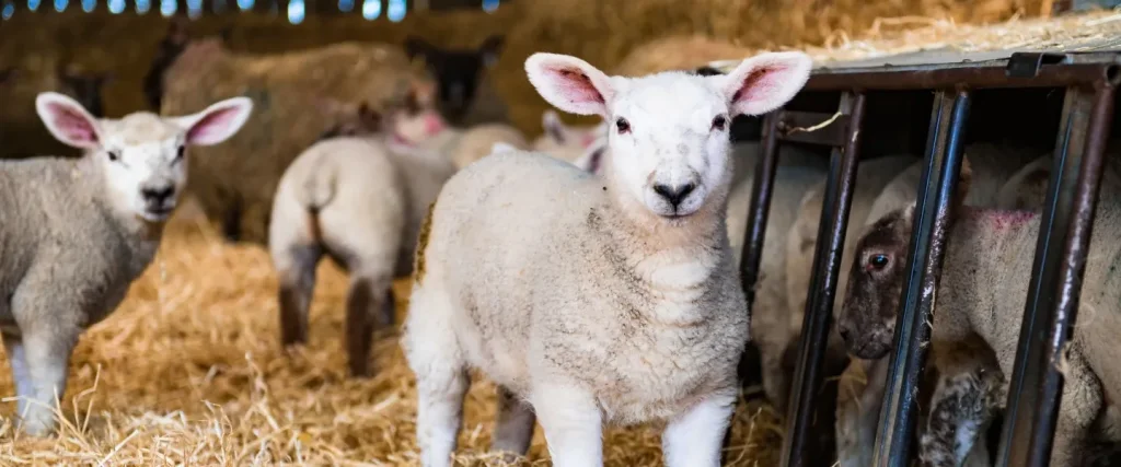 lambs in a barn
