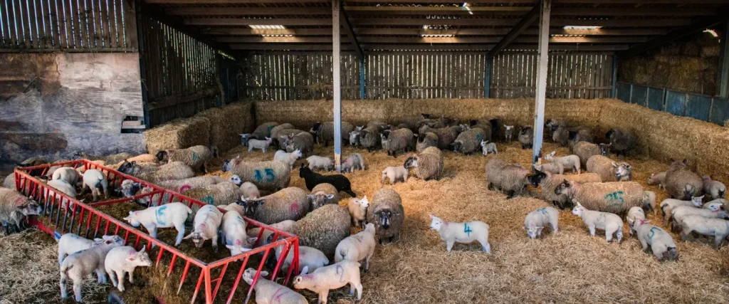 a large flock of sheep in a barn