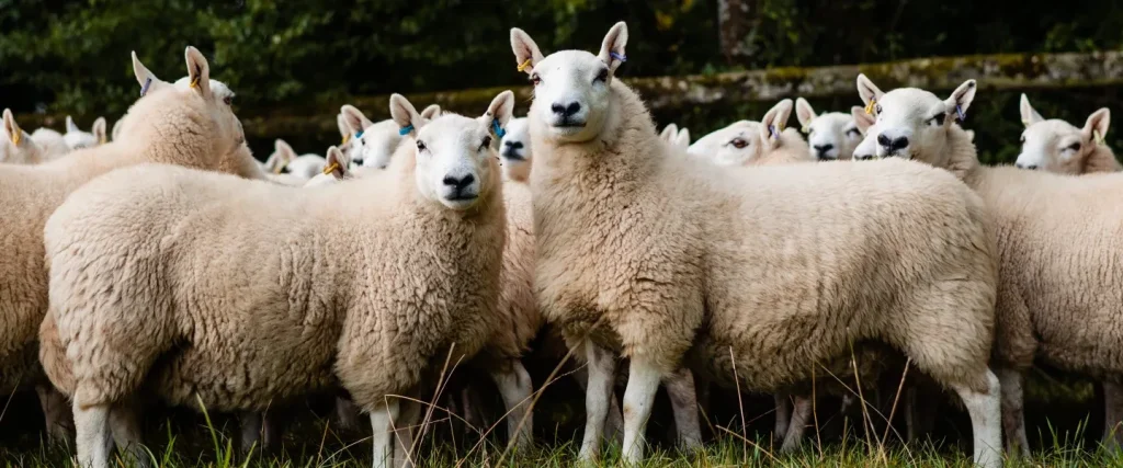 flock of sheep looking at the camera