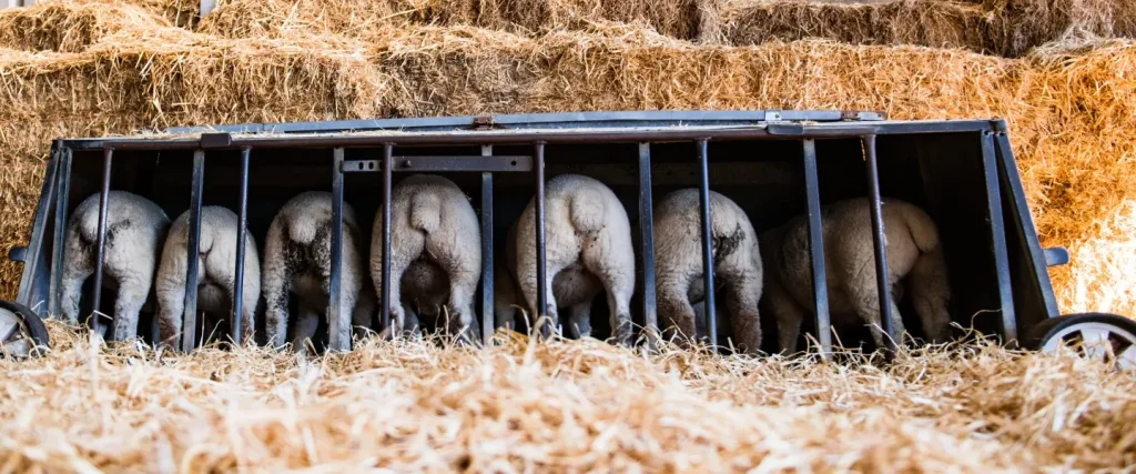 a line of sheep bottoms