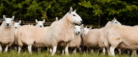 Flock of sheep in a field
