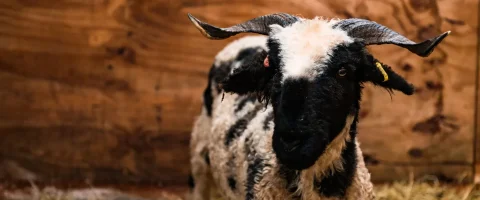 a sheep with horns