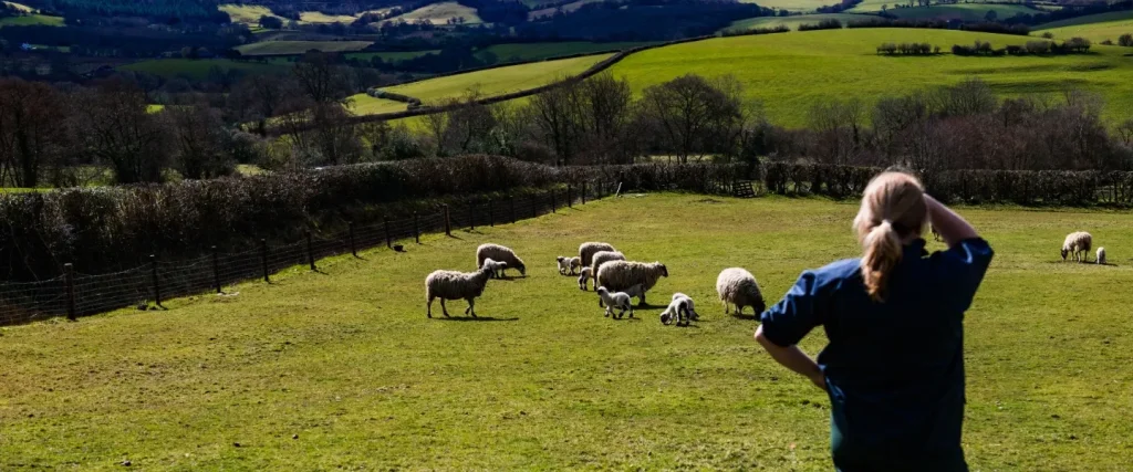 a farm vet looking across a field of sheep
