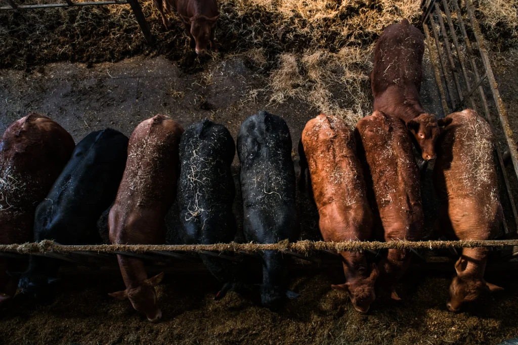 Aerial view of a line of cows grazing in a shed