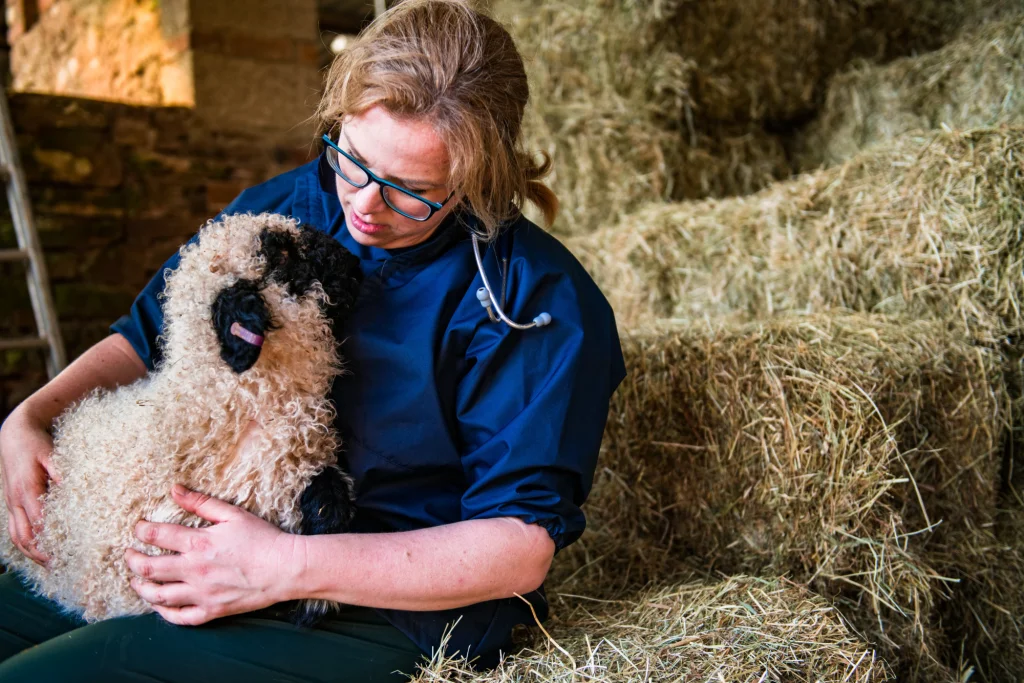 Vet sitting on a hay bale holding a weaning lamb