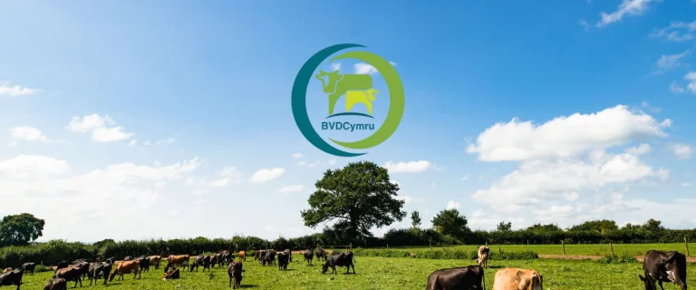 BVD Cymru