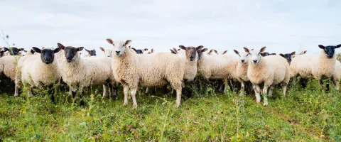 Sheep