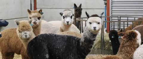 Camelids