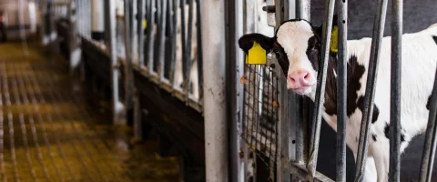 dairy calf peeking out of its pen