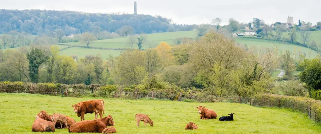 A group of Herefordshire cows resting in a field