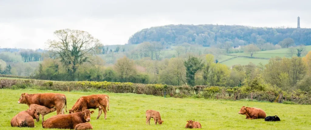 a view of beef cattle grazing with Tyndale Monument in the background