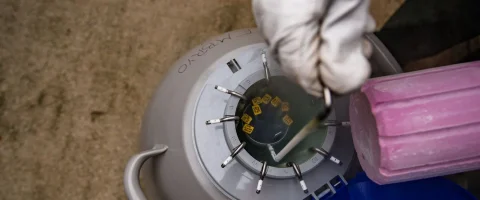 Embryo Transfer