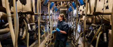 farm vet stood in the milking parlour