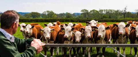 farmer looking over at a heard of hereford beef cattle