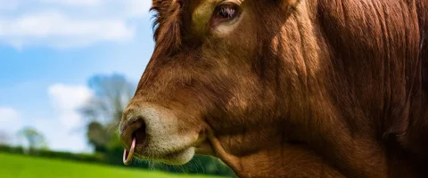 Bull with nose ring